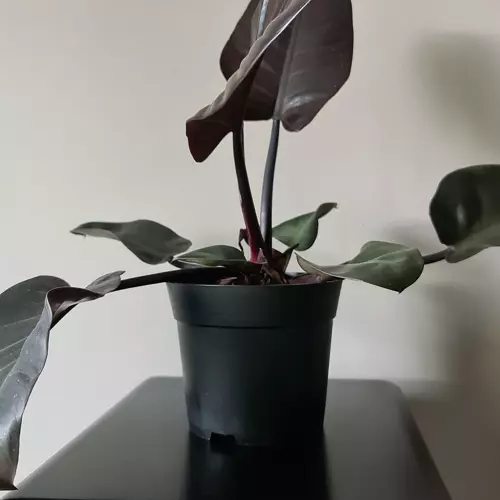 ZESTAW DONICZEK PRODUKCYJNYCH 200szt